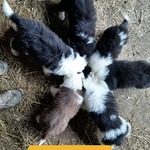 chiots bergers australiens lof noirs tricolore