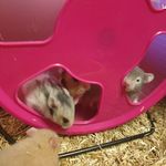 hamsters dorés mâles