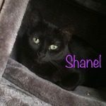 shanel, junior noire, 1 an et demi
