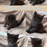 vente chatons maine coon loof