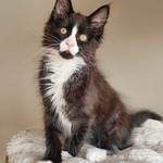 chaton male maine coon