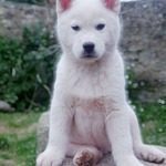 husky sibérien blanc pur lof parents testés