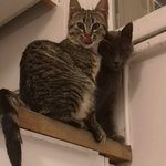 calliopé et chopin,deux chatons à adopter ensemble