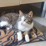 kitcat jeune femelle à l'adoption
