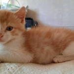 gordini, mignon chaton mâle à l'adoption