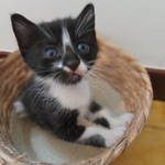 ades, adorable chaton mâle à l'adoption