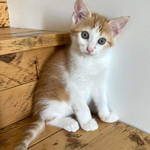 shiro petit chaton à l'adoption