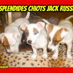 adorables chiots jack russel