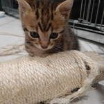 tigre chaton a l'adoption