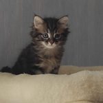 méloé, adorable chaton femelle à l'adoption