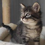 myrtil, adorable chaton mâle à l'adoption