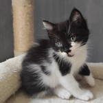 azuré, adorable chaton femelle à l'adoption