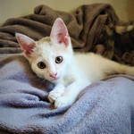 sarabi, adorable chaton femelle à l'adoption