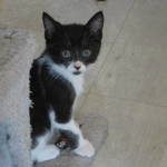 choupi, adorable chaton femelle à l'adoption