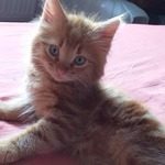 caramel, adorable chaton mâle à l'adoption
