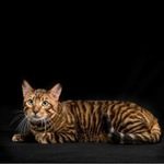 chaton toyger loof