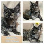 vente chatons maine coon loof