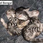 chatons bengal silver et brown