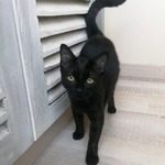 soa, adorable chaton femelle à l'adoption