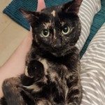 stella, adorable chat femelle à l'adoption