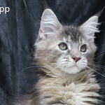 chatons maine coon loof