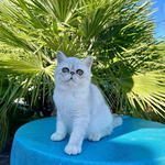 chatons exotic shorthair silver et chinchilla loof
