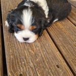 cavalier king charles tricolore