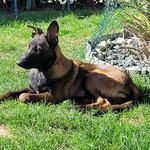 vends chiot malinois
