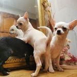 chiots chihuahua poils courts