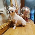 chiot chihuahua poil court
