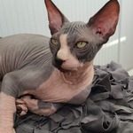 magnifique sphynx loof