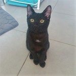 cola, adorable chaton à l'adoption