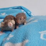 duo de bébés rats de 2 mois et aux oreilles dumbo