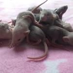 bébés rats domestiques dumbo et très sociabilisés