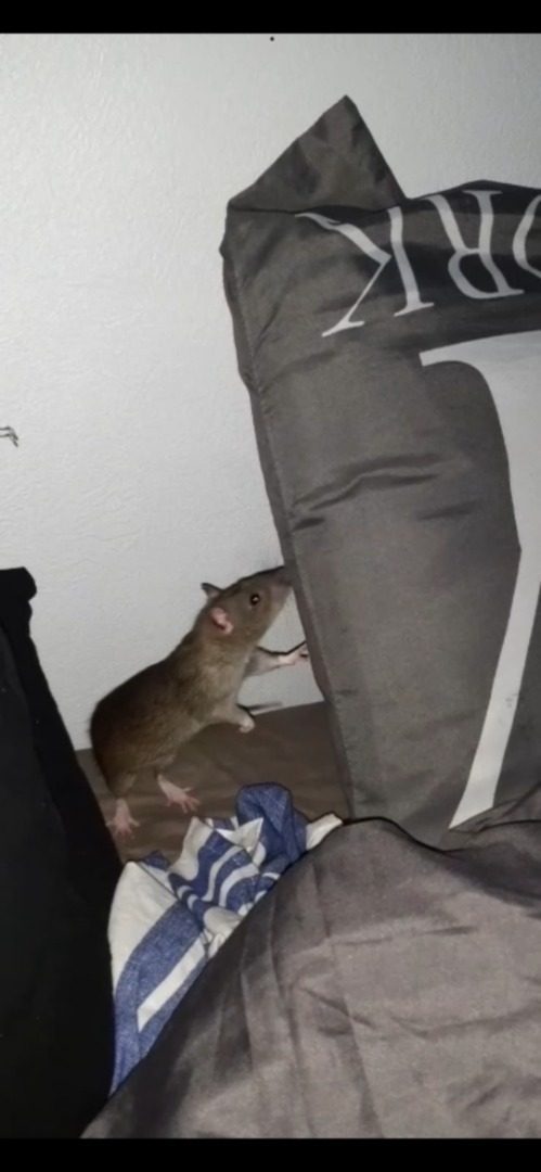 Rat A Donner Uncompagnon Fr