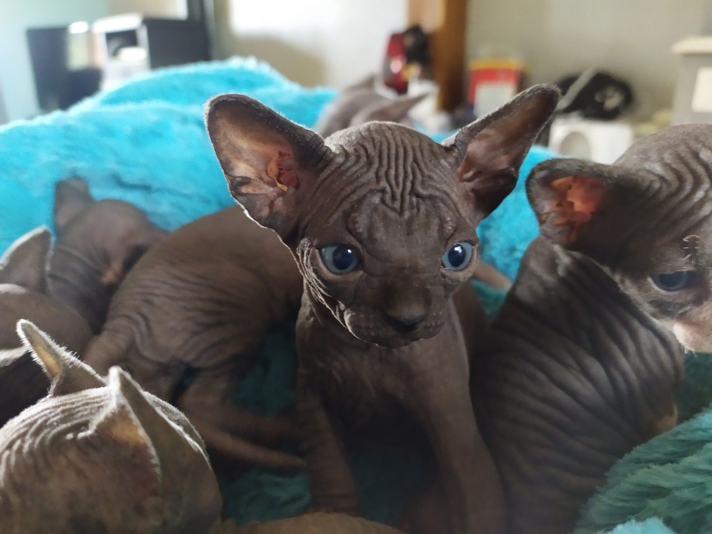 Chatons Type Sphynx Uncompagnon Fr