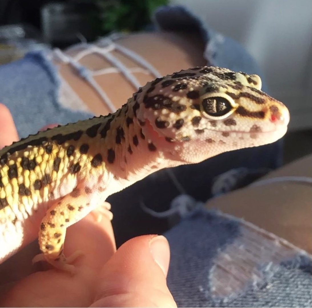 Geckos Léopard Femelle Uncompagnonfr 