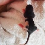 10 ratons mâles hooded noir