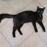 jeune chat noir