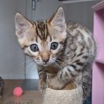 adorable chaton bengal brown spotted