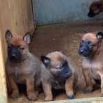 a reserver chiots malinois lof lignee travail